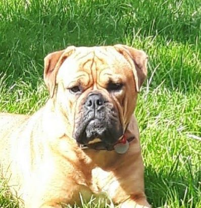 Continental Bulldoggen von der Verings Mühle