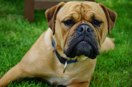 Continental Bulldoggen von der Verings Mühle