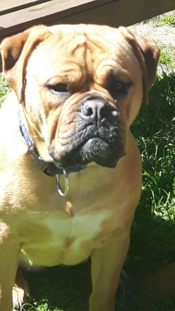 Continental Bulldoggen von der Verings Mühle