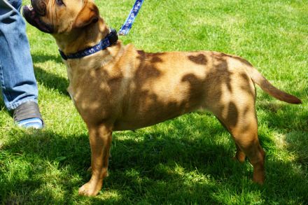 Continental Bulldoggen von der Verings Mühle