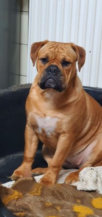 Continental Bulldoggen von der Verings Mühle