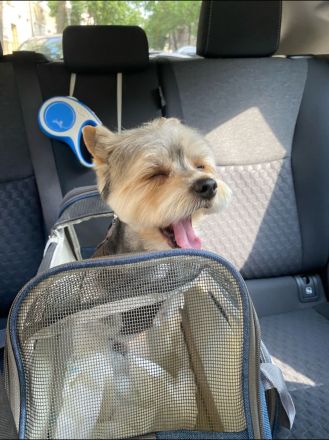 Deckrüde Yorkshire Biewer -kein Verkauf-