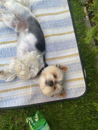 Deckrüde Yorkshire Biewer -kein Verkauf-