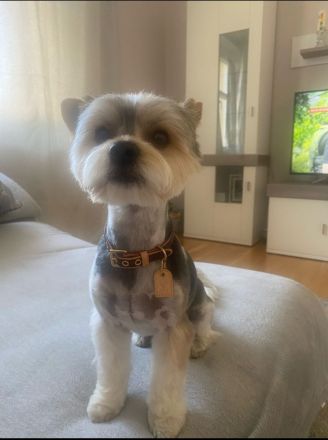 Deckrüde Yorkshire Biewer -kein Verkauf-