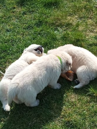 Reinrassige Golden Retriever Welpen