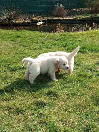 Reinrassige Golden Retriever Welpen