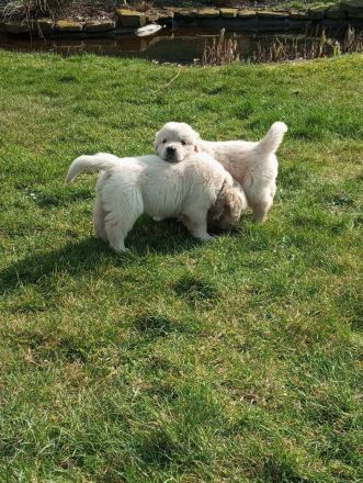 Reinrassige Golden Retriever Welpen