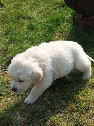 Reinrassige Golden Retriever Welpen