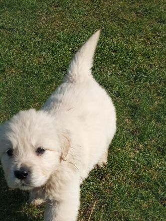 Reinrassige Golden Retriever Welpen