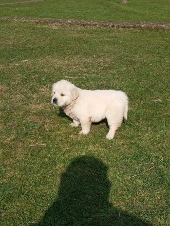 Reinrassige Golden Retriever Welpen