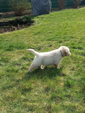 Reinrassige Golden Retriever Welpen