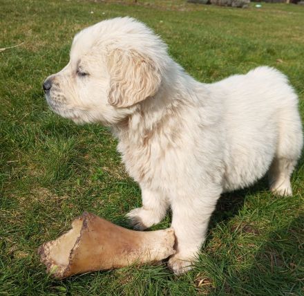 Reinrassige Golden Retriever Welpen
