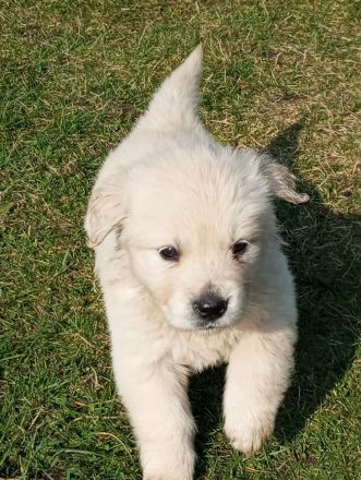 Reinrassige Golden Retriever Welpen