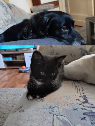 Britisch Kurzhaar Kater