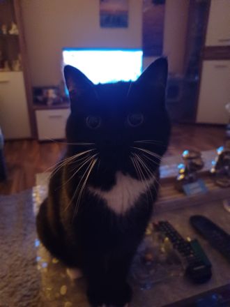 Britisch Kurzhaar Kater