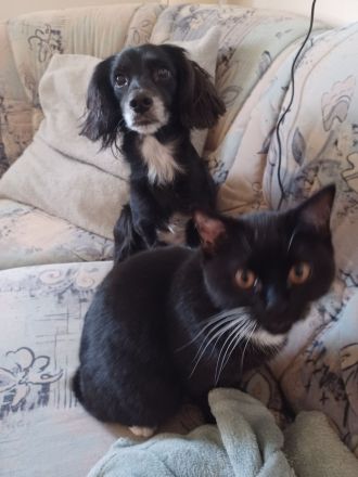 Britisch Kurzhaar Kater