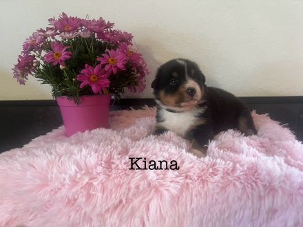 Reinrassige Australian Shepherd Welpen m. ASCA Papieren