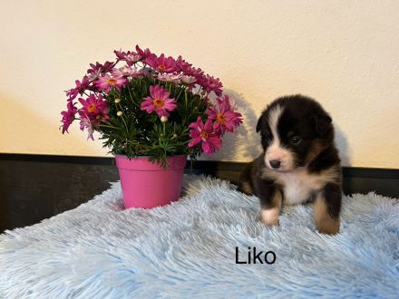 Reinrassige Australian Shepherd Welpen m. ASCA Papieren