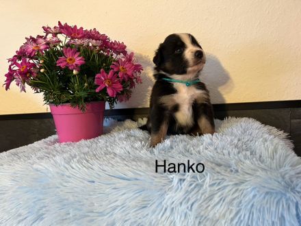 Reinrassige Australian Shepherd Welpen m. ASCA Papieren