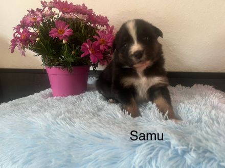 Reinrassige Australian Shepherd Welpen m. ASCA Papieren