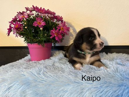 Reinrassige Australian Shepherd Welpen m. ASCA Papieren