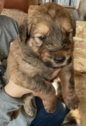 Schafpudel Welpen weizenfarben; altdt. Hütehund (4 Rüden, 1 Hündin)