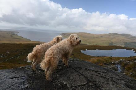 Schafpudel Welpen weizenfarben; altdt. Hütehund (4 Rüden, 1 Hündin)