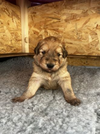 Schafpudel Welpen weizenfarben; altdt. Hütehund (4 Rüden, 1 Hündin)