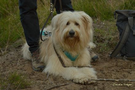 Schafpudel Welpen weizenfarben; altdt. Hütehund (4 Rüden, 1 Hündin)