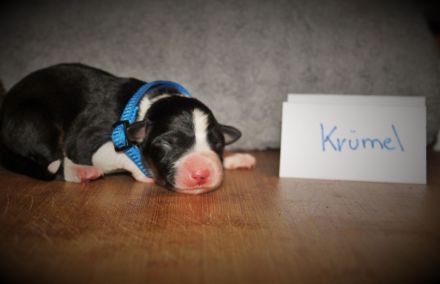 Border Collie Welpen vom Hundertrainer aufgezogen.