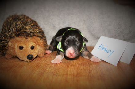 Border Collie Welpen vom Hundertrainer aufgezogen.
