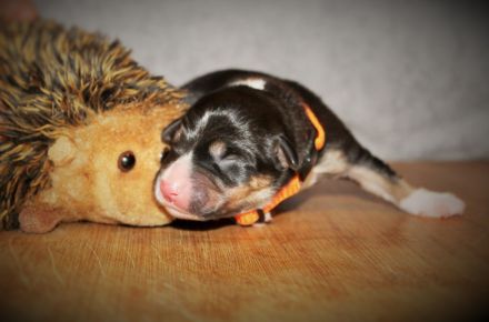 Border Collie Welpen vom Hundertrainer aufgezogen.