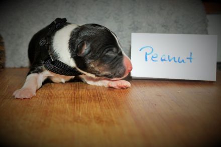 Border Collie Welpen vom Hundertrainer aufgezogen.