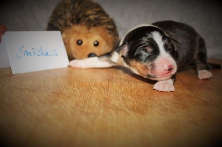 Border Collie Welpen vom Hundertrainer aufgezogen.