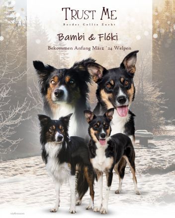 Border Collie Welpen vom Hundertrainer aufgezogen.