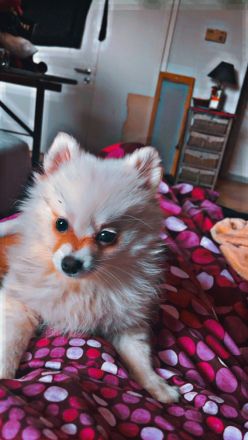 Zwergspitz Welpe 11  Wochen alt