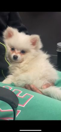 Zwergspitz Welpe 11  Wochen alt