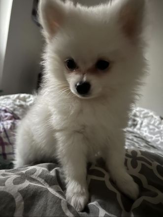 Zwergspitz Welpe 11  Wochen alt