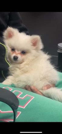 Zwergspitz Welpe 11  Wochen alt