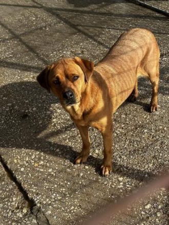 Josie, die unauffällige, nette Hündin