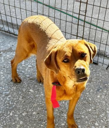 Josie, die unauffällige, nette Hündin