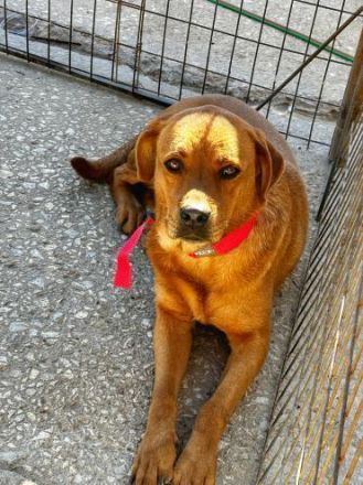 Josie, die unauffällige, nette Hündin