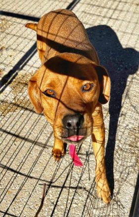 Josie, die unauffällige, nette Hündin