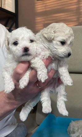 Bolognese štěňata