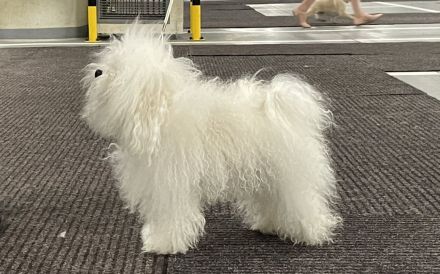 Bolognese štěňata