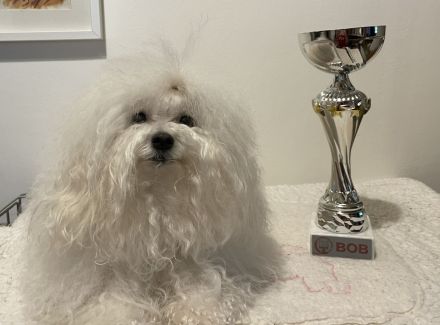 Bolognese štěňata