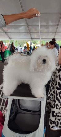 Bolognese štěňata