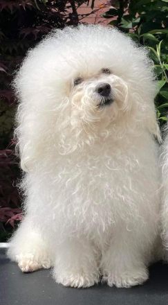 Bolognese štěňata