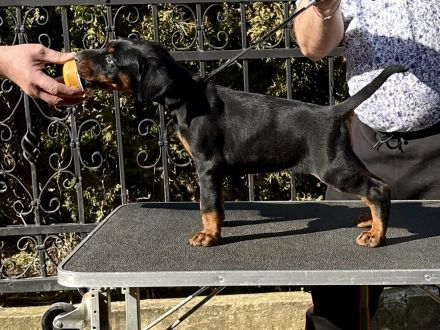 Top Dobermann Welpen