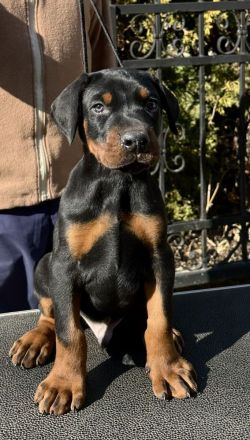 Top Dobermann Welpen